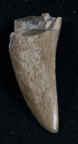 Partial Tyrannosaurid Tooth - Montana #9981